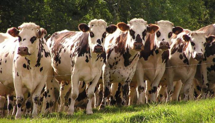 Eyrshire veislė karvių - šedevras pieno galvijų auginimo