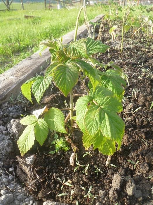 Aviečių transplantacija: keletas naudingų patarimų