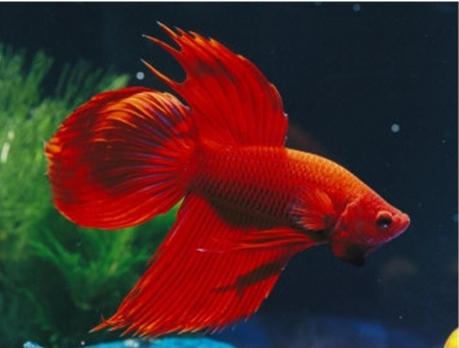 Akvariumo žuvys: rūšių suderinamumas