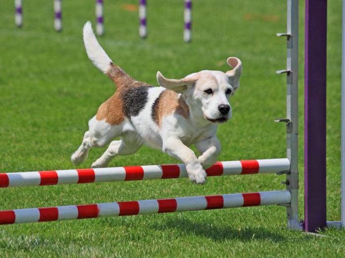 Kas yra agility? Žvalgomumas šunims Rusijoje: konkurencijos taisyklės, lukštai, takeliai