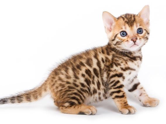 Pagrindinis leopardo katinas - malonės ir tobulumo įsikūnijimas