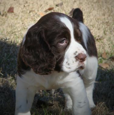 Angliškasis springer spanielis