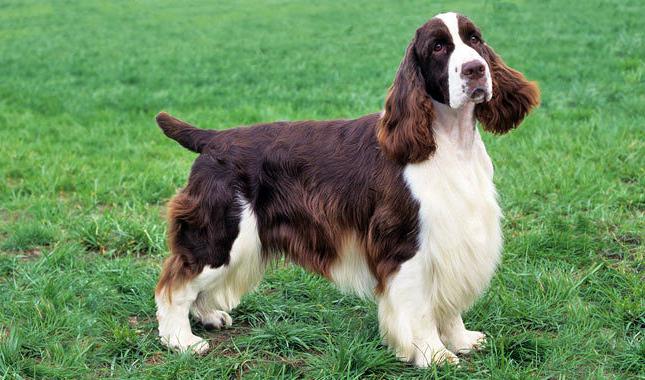 english springer spaniel nuotraukos