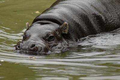 Pygmy hippos nuotrauka