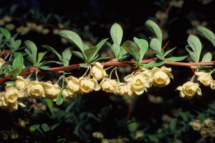 barberis dauginimasis