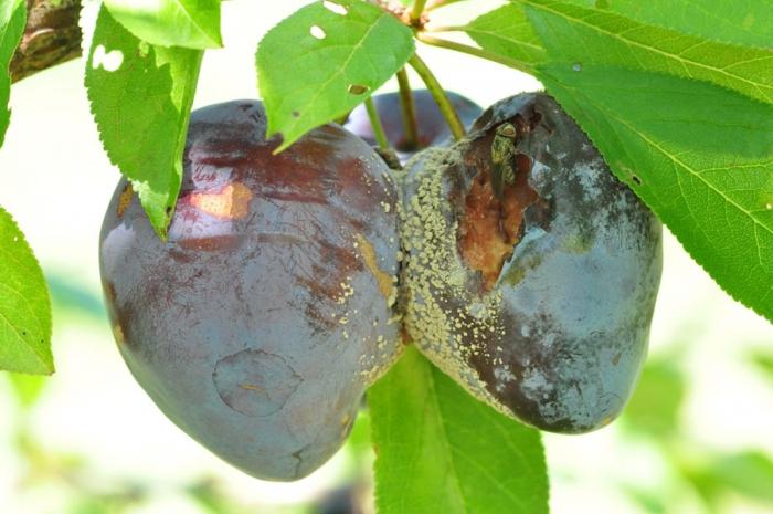 Ligos ligos ir jų kova: padėti pradedančiam sodininkui