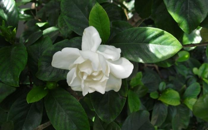 Gardenia - jazmino gėlė namui