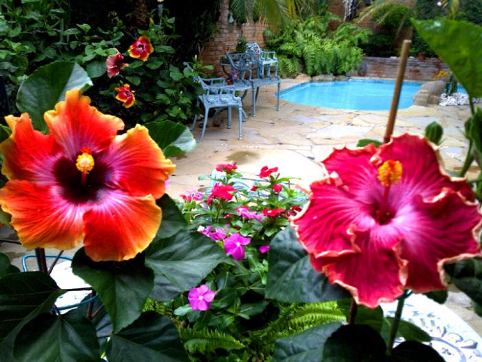 apipjaustymas hibiscus