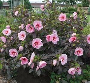 Hibiscus. Priežiūra ir dauginimasis