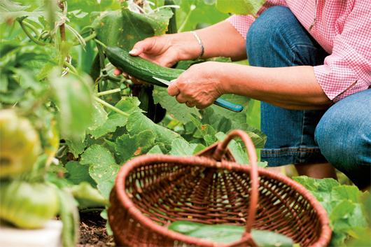 Kaip auginti agurkus šiltnamyje