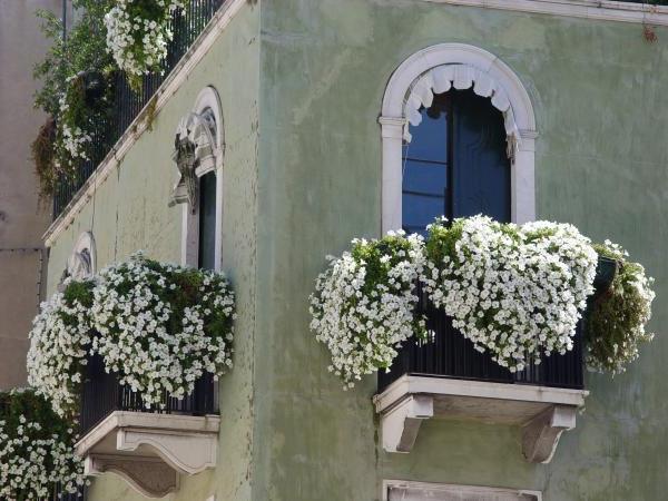 Kokios gėlės auga ant balkono?