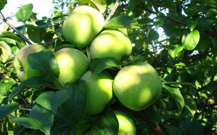 Apple tree March nuotraukos apžvalga