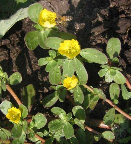 Portulacas sodas kaip pasitraukti