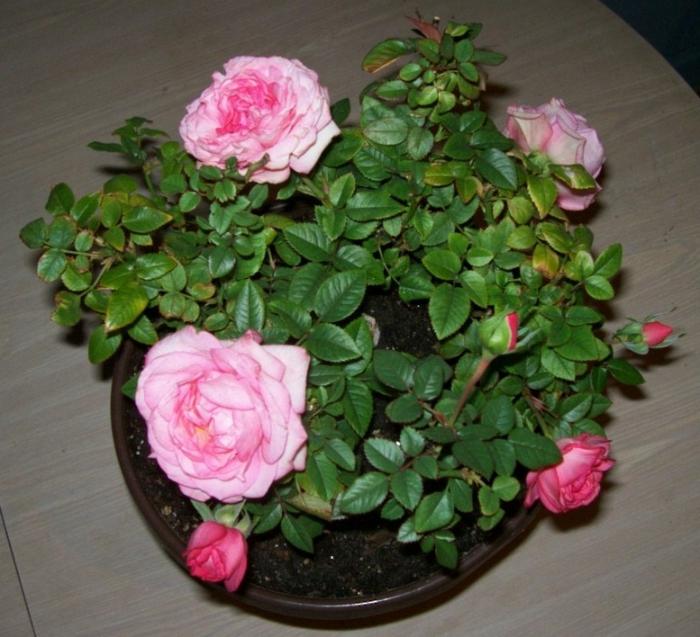 Rose Cordana: priežiūra namuose