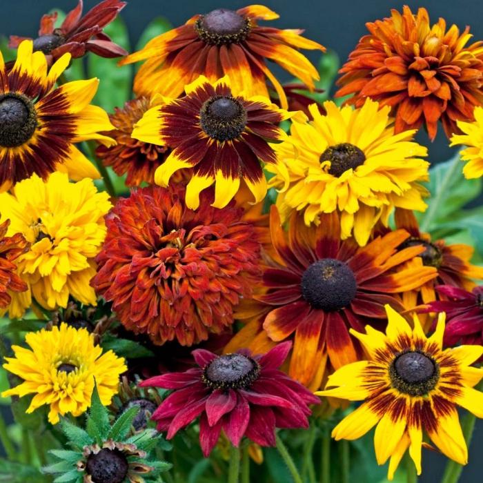 rudbeckia daugiamečių sodinimo ir priežiūros