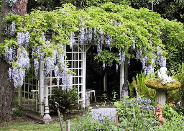 Nuostabi gėlė - wisteria! Sodinimas ir priežiūra