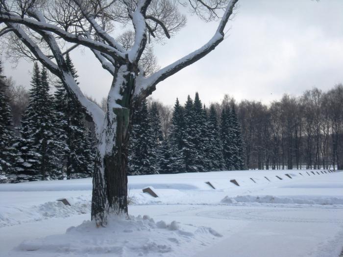 Piskarevskoe kapinės: kaip pasiekti