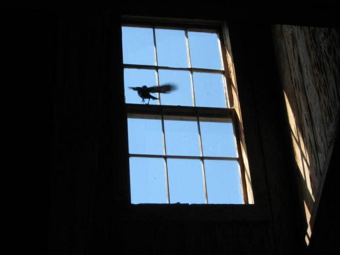 paukštis pateko į langą