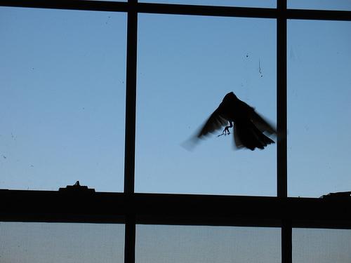 paukštis skrido pro langą
