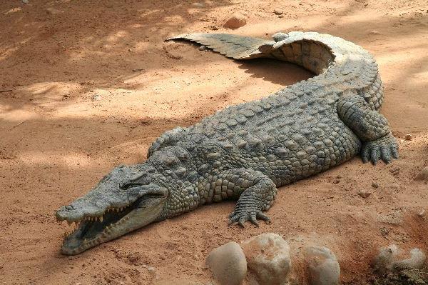 Sapnų interpretacija: apie ką suprato krokodilai