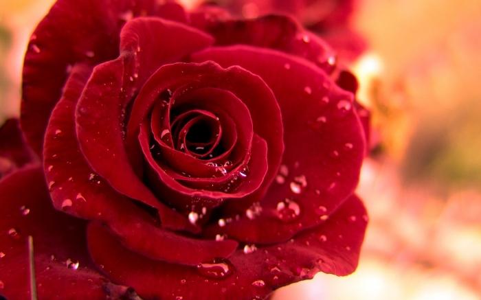 Svajonių interpretacija: kodėl svajoja rožių?
