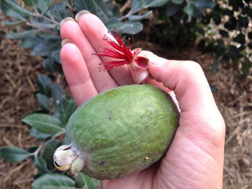 feijoa nuotrauka