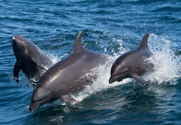 Juodosios jūros buteliozės delfinas yra labai išvystyta jūrų žinduolių rūšis