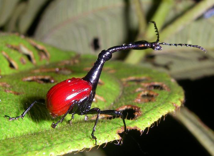 Weevil-weevil. Ką atrodo žirafa vabalas?