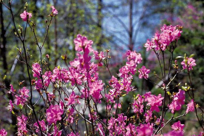 flora ir fauna Baikalo ežere