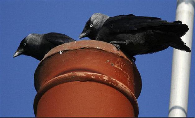 "Jackdaw" yra naudinga paukštis