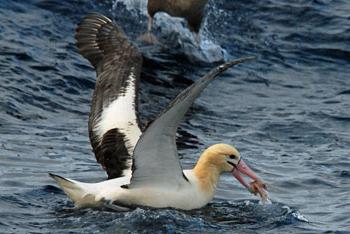 Albatrosas