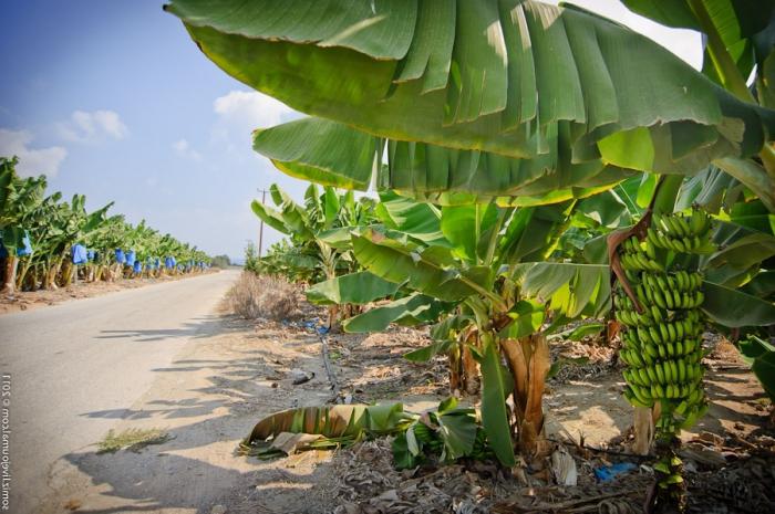 Kuo auga bananai? Ne ant palmės ar net ant medžio