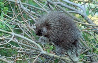 porcupine