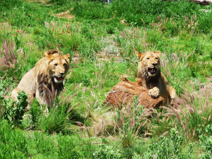 Didžiausias Afrikos gamtos rezervatas. Top 10 nacionalinių parkų ir gamtos rezervatų Afrikoje