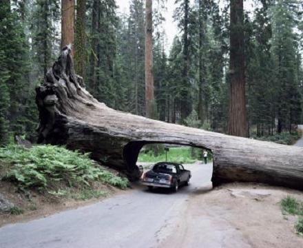 Sequoia yra aukščiausias pasaulyje medis