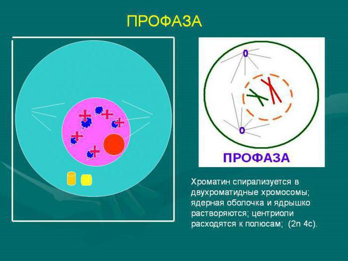 Proceso procesai, vykstantys mitozės profaze