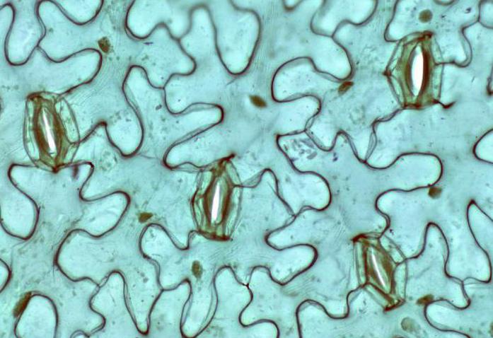 Kas yra stomata: struktūros ir veikimo ypatybės