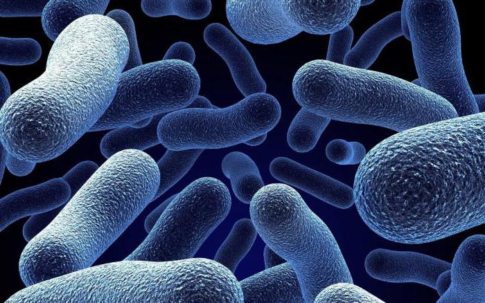 Kodėl bakterijos išsiskiria ypatingoje laukinės gamtos erdvėje?