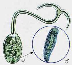 Heterogamija yra seksualinio proceso rūšis, kai ląstelės formos ir struktūros skiriasi viena nuo kitos