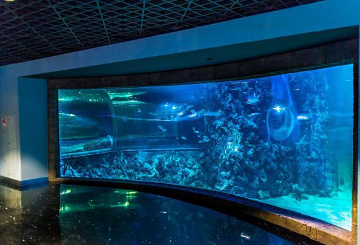 Oceanarium 