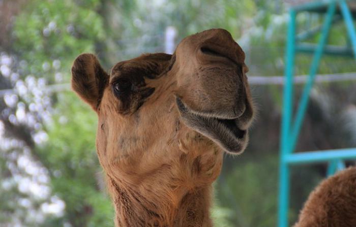 Madagaskaro zoologijos sodas apatiniame Novgorodyje