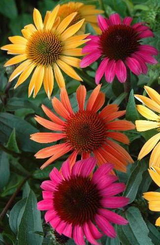 Echinacea terapinės savybės