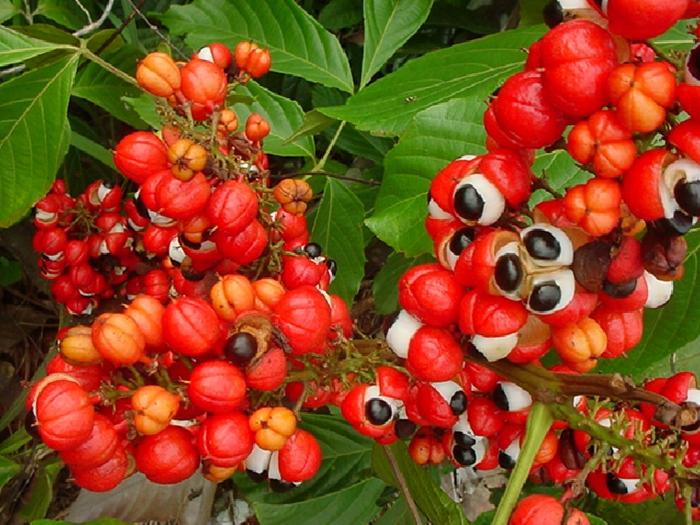 guarana tai