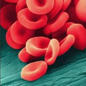 Leukocitai kraujyje: žmogaus normos įvairiose gyvenimo trukmėse
