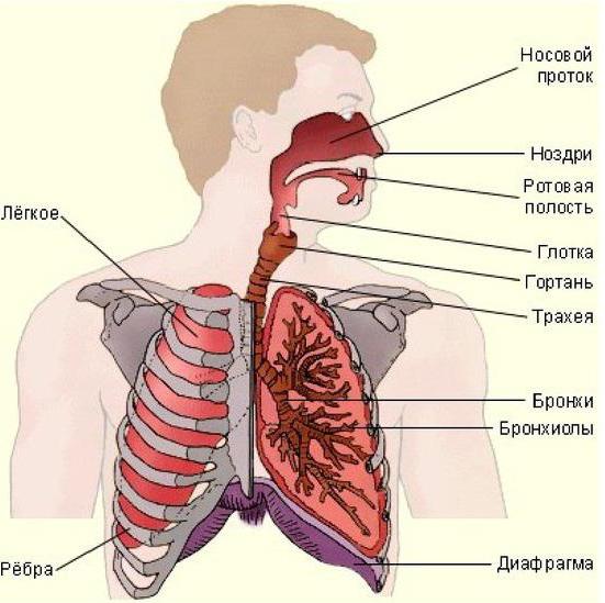 žmogaus kvėpavimas