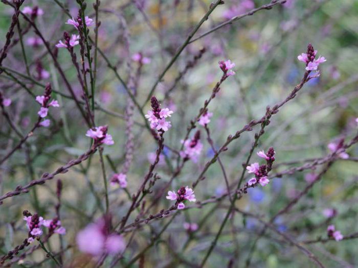 gydomoji verbena dozė